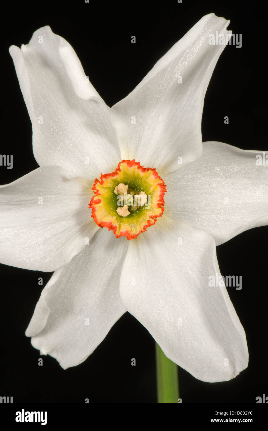 Dichter Narzisse, Narcissus Poeticus, Blume Stockfoto