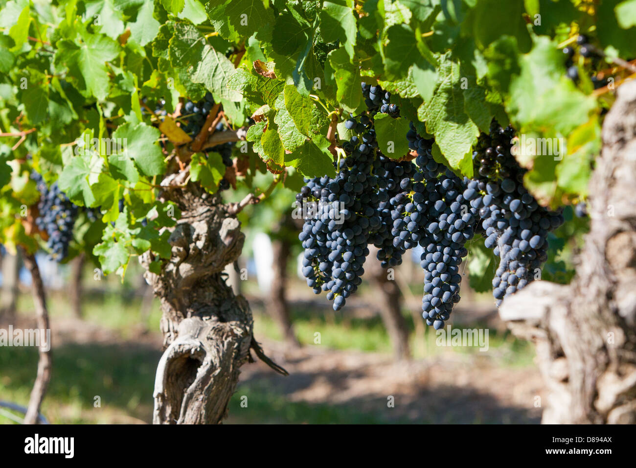 Trauben in Spätlese in einem Weingut im Yarra Valley, Australien Stockfoto