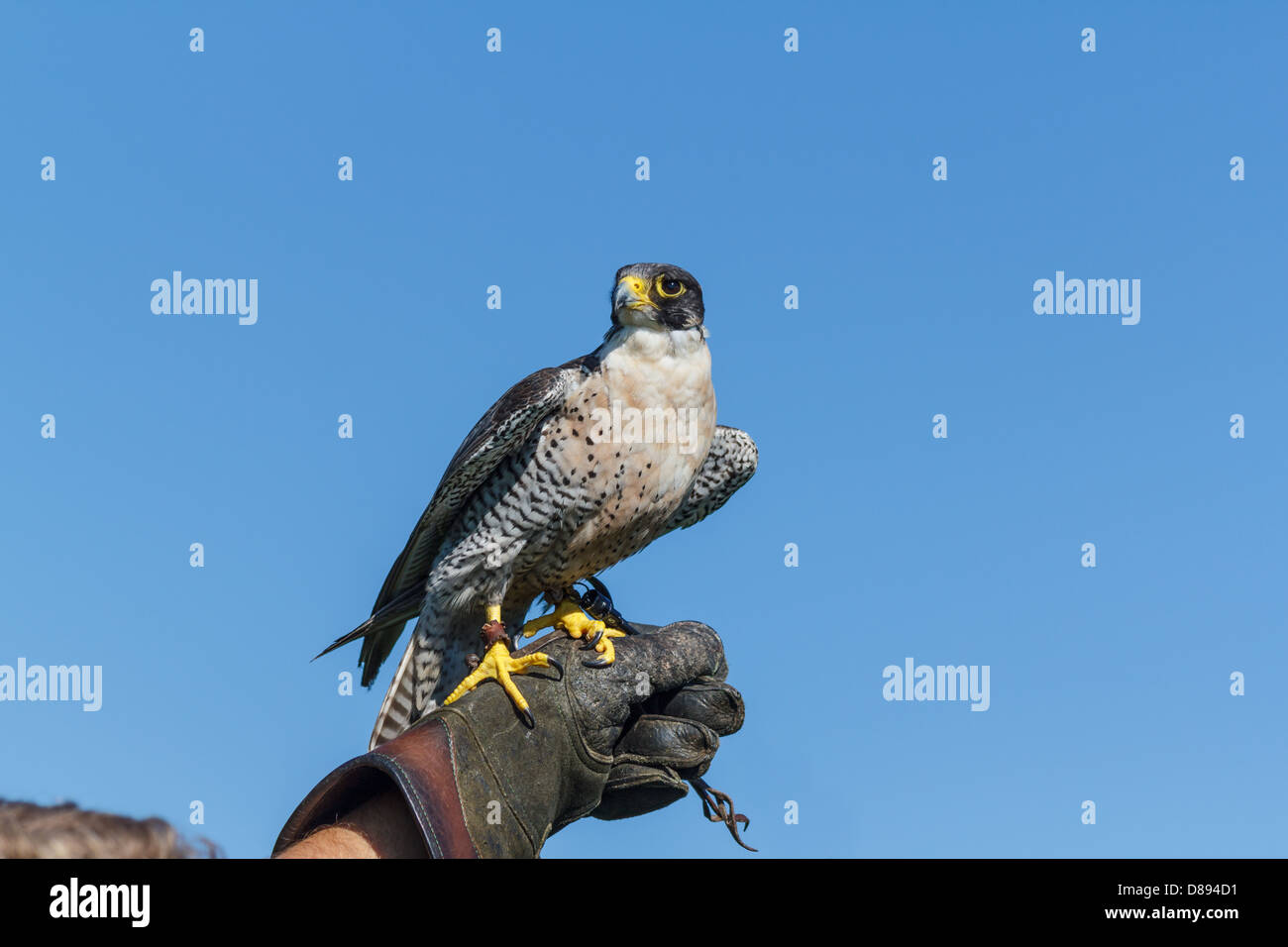 Ein Wanderfalke ruht auf der Falconeer Handschuh. Stockfoto