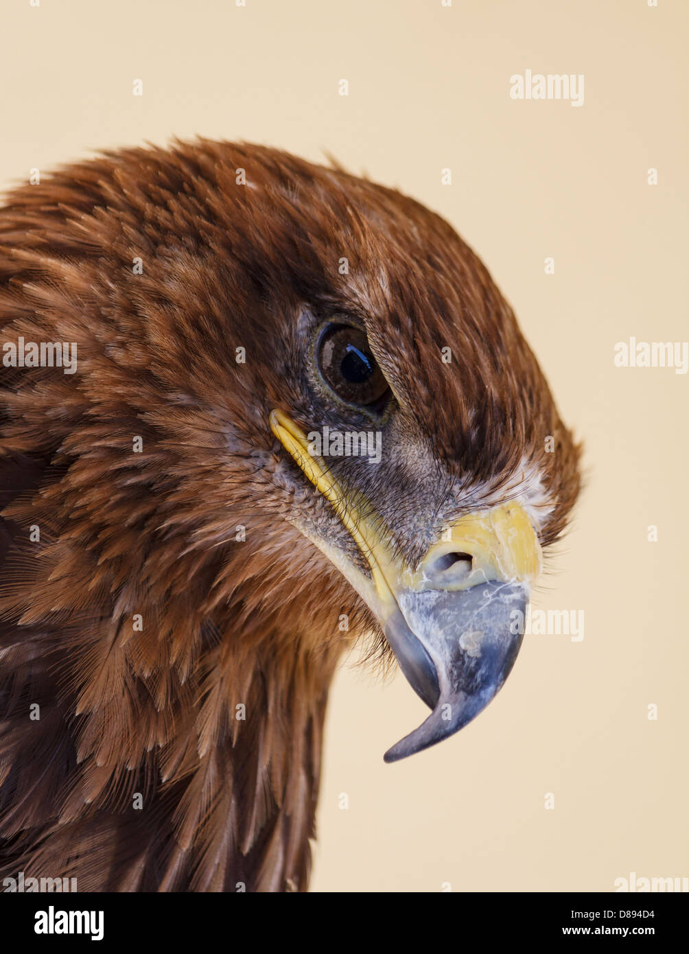 Nahaufnahme von einem weiblichen Harris Hawk in Alarmbereitschaft Stockfoto