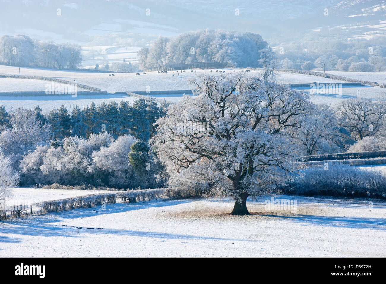 Verschneite Bäume und Felder in Brecon Beacons Powys Wales im Winter Stockfoto