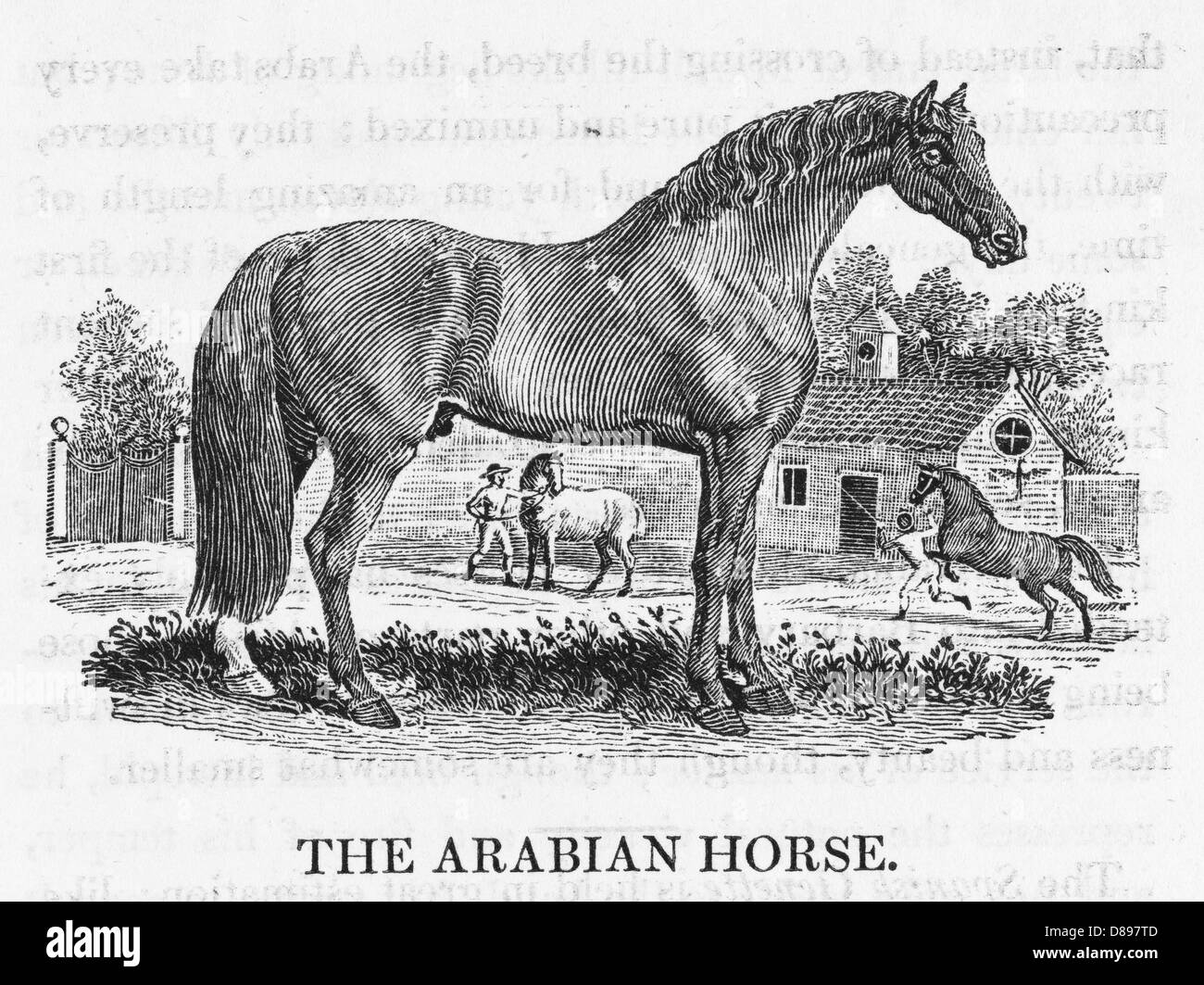 Pferd besessen -Fotos und -Bildmaterial in hoher Auflösung – Alamy