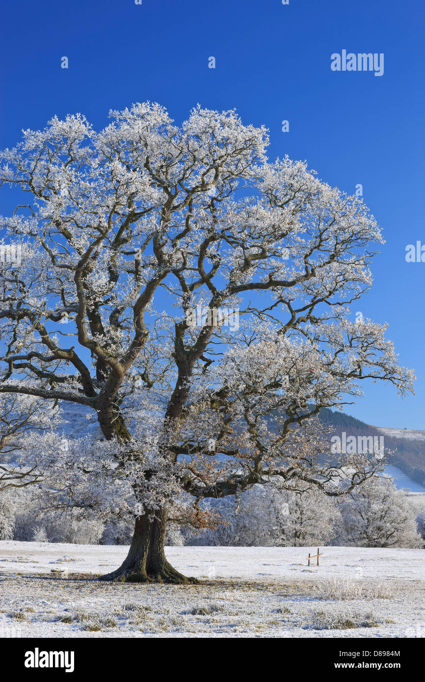 Ländlichen Brecon Beacons Powys Wales im winter Stockfoto