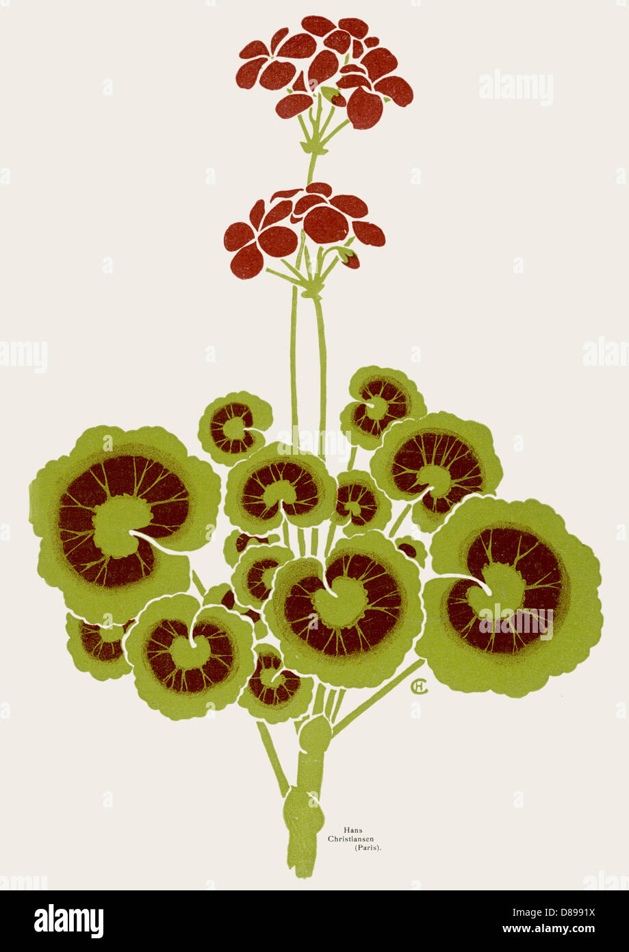 Geranien-Design Stockfoto