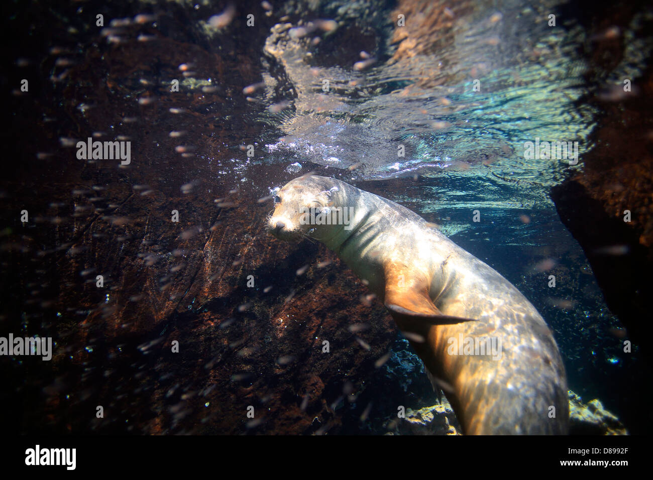 Neugierigen Seelöwen Unterwasser Galapagos-Inseln Stockfoto