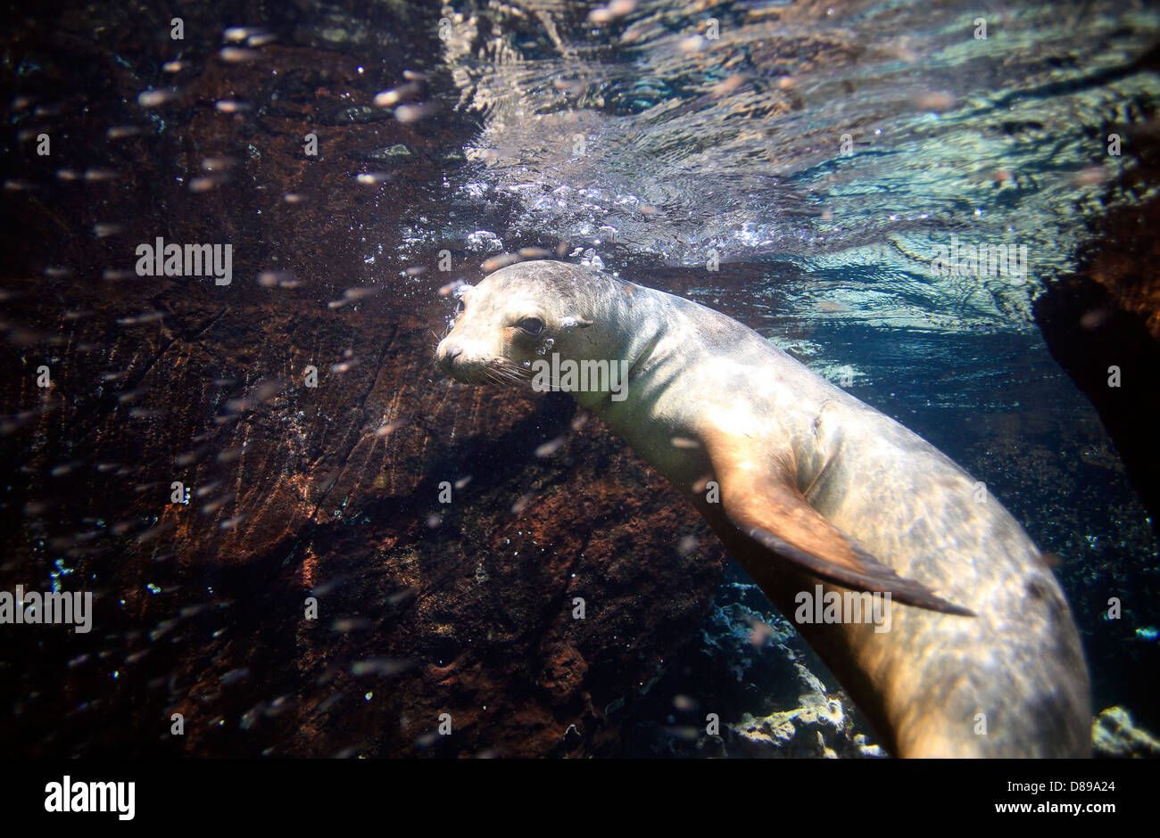Neugierigen Seelöwen Unterwasser Galapagos-Inseln Stockfoto