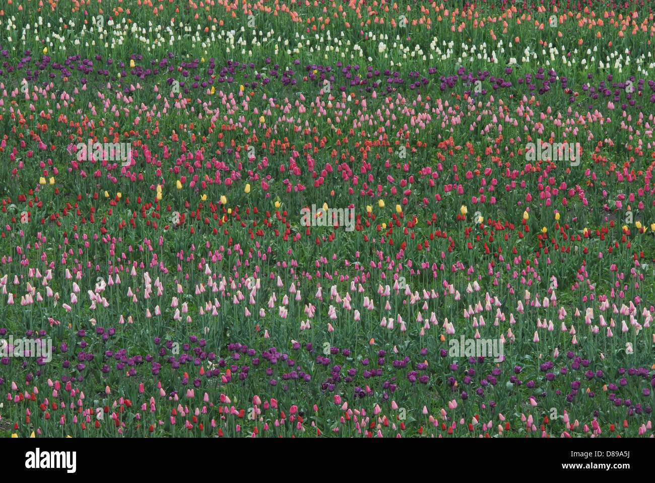 Reihen von Tulpen auf dem Tulip Time Festival in Holland, Michigan, USA Stockfoto