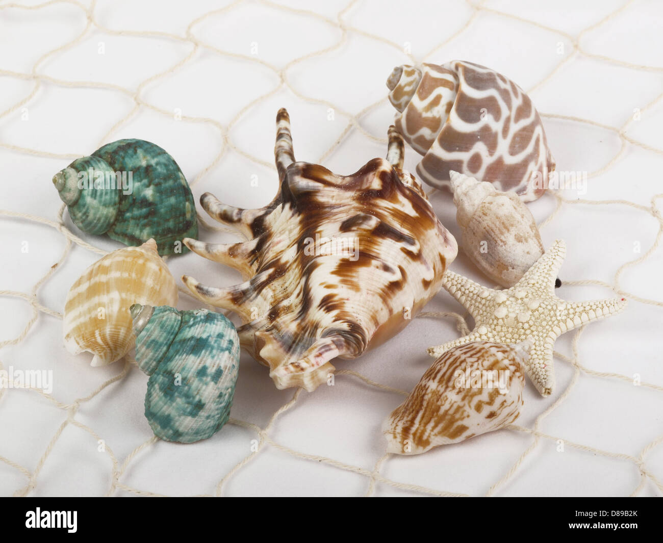 Muscheln und Seesterne gefangen in einem Fischernetz für den Einsatz als aquatische Inferenz oder dekorativen Hintergrund weiß. Stockfoto