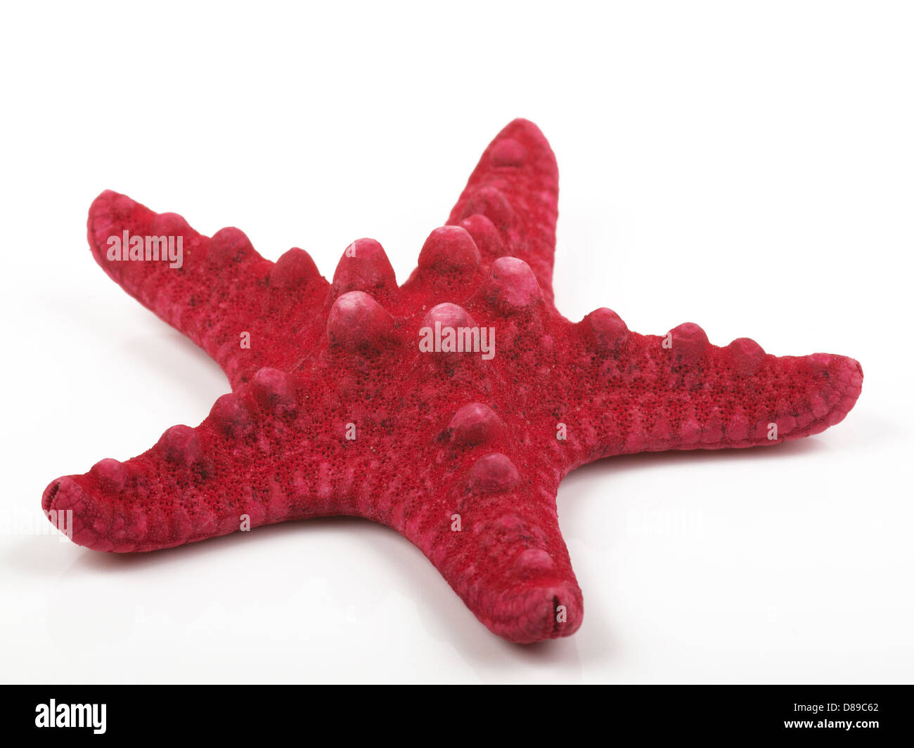Red Sea Star isoliert auf weißem Hintergrund Stockfoto