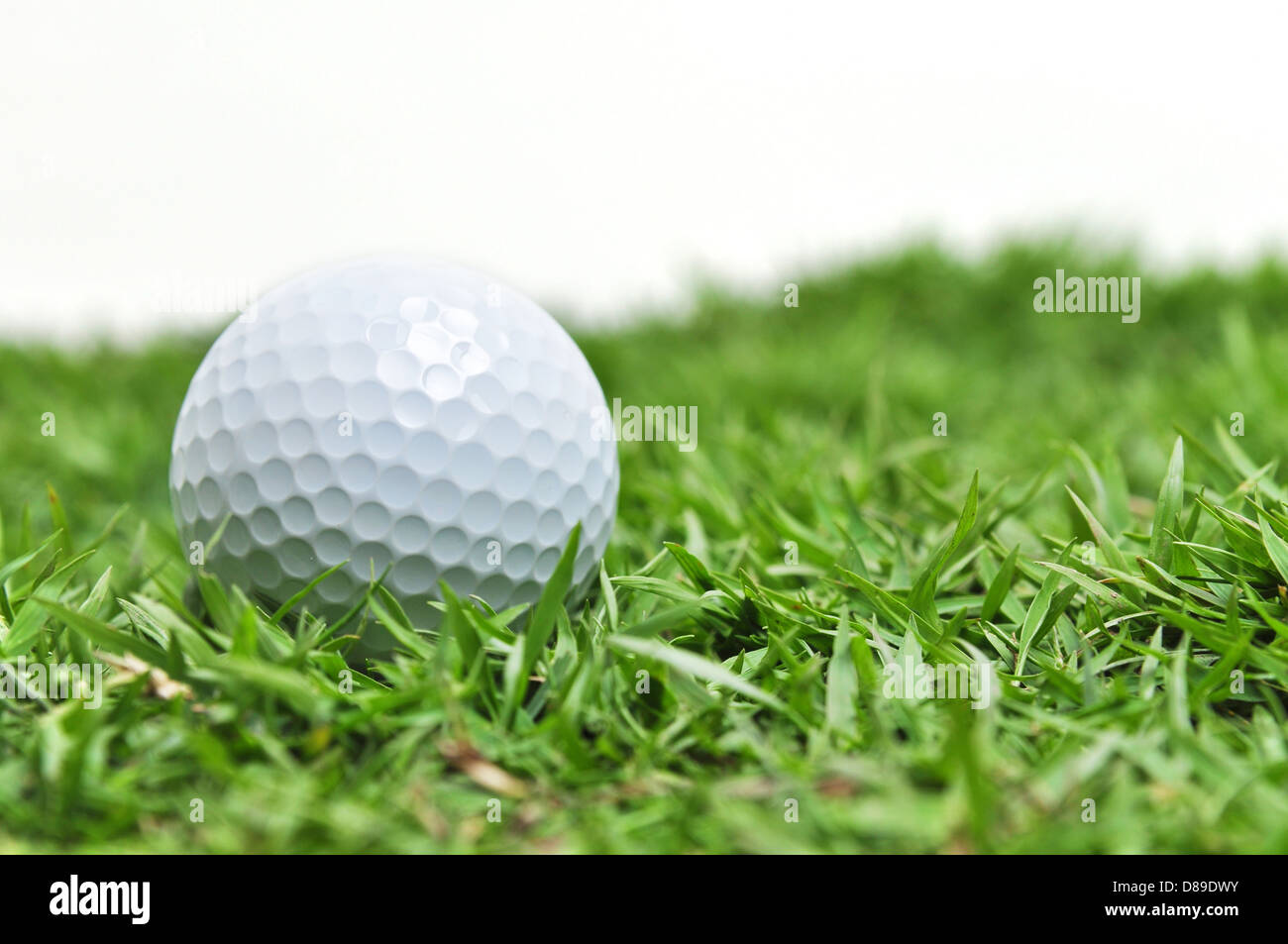 Golfball auf dem Rasen Stockfoto