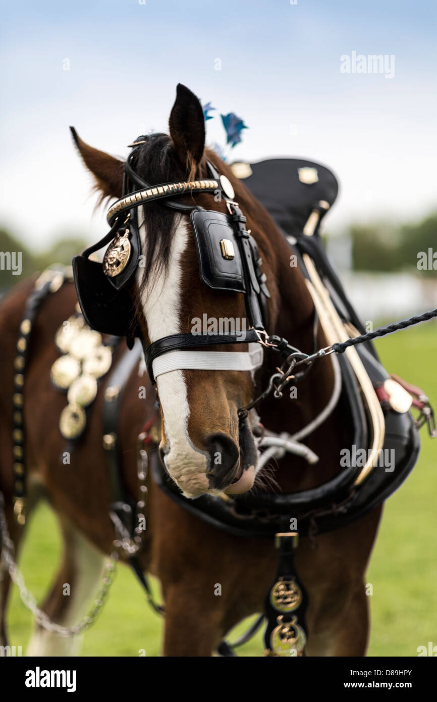 Schwere Pferdewagen Pferd Entwurf Pferd bei einer Show Ost Bysshe Surrey England Stockfoto