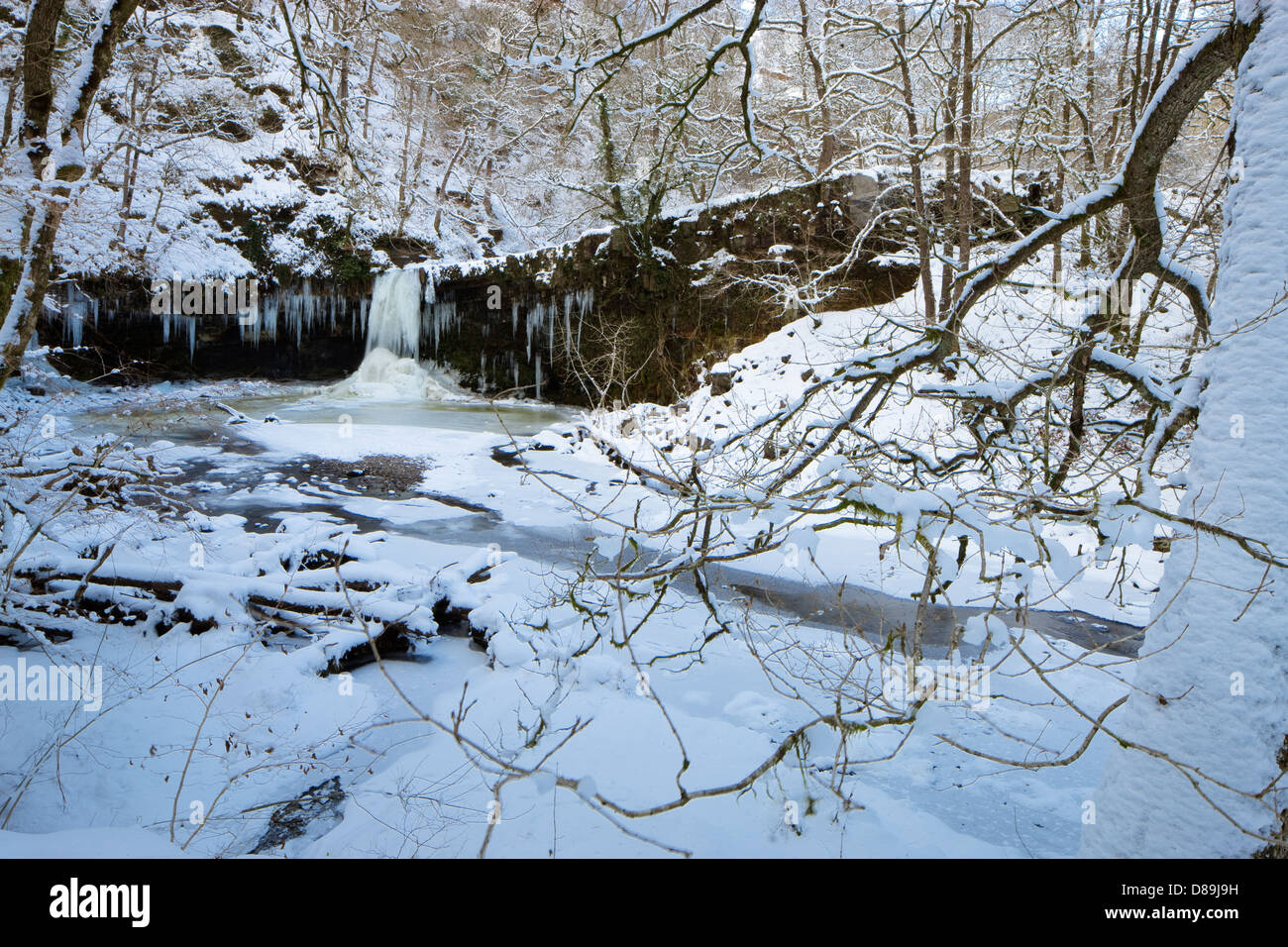 Gefrorene Sgwd Gwladys oder Dame verliebt sich Vorhang von Eiszapfen Afon Pyrddin in der Nähe von Pontneddfechan Brecon Beacons Powys Wales Stockfoto