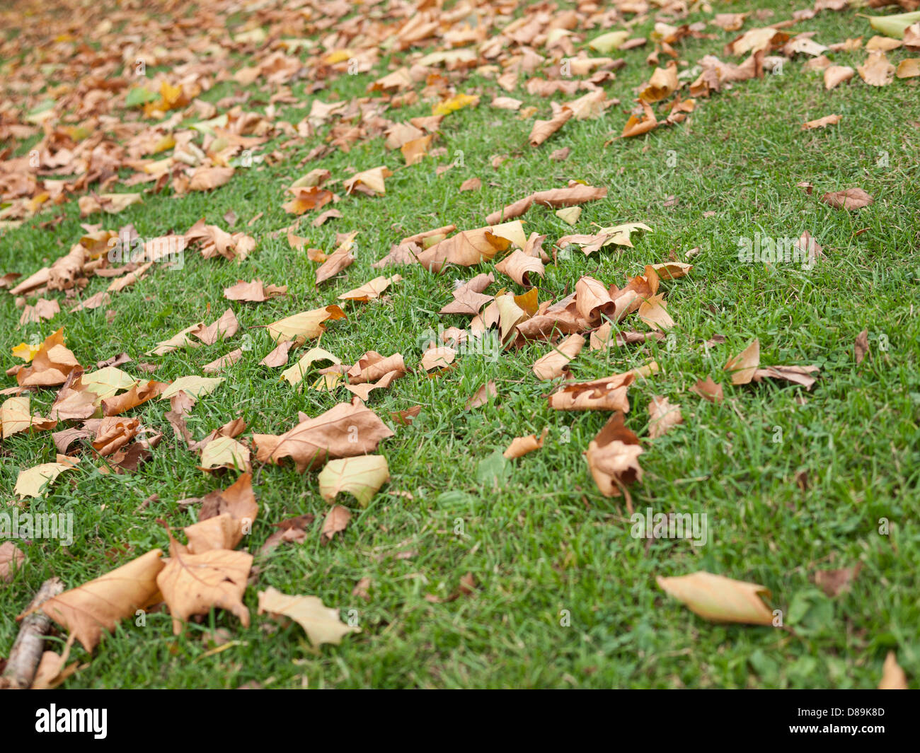 Niedrigen Winkel fotografieren im Herbst Blätter auf dem grünen Rasen in Hampstead Heath, London England Stockfoto