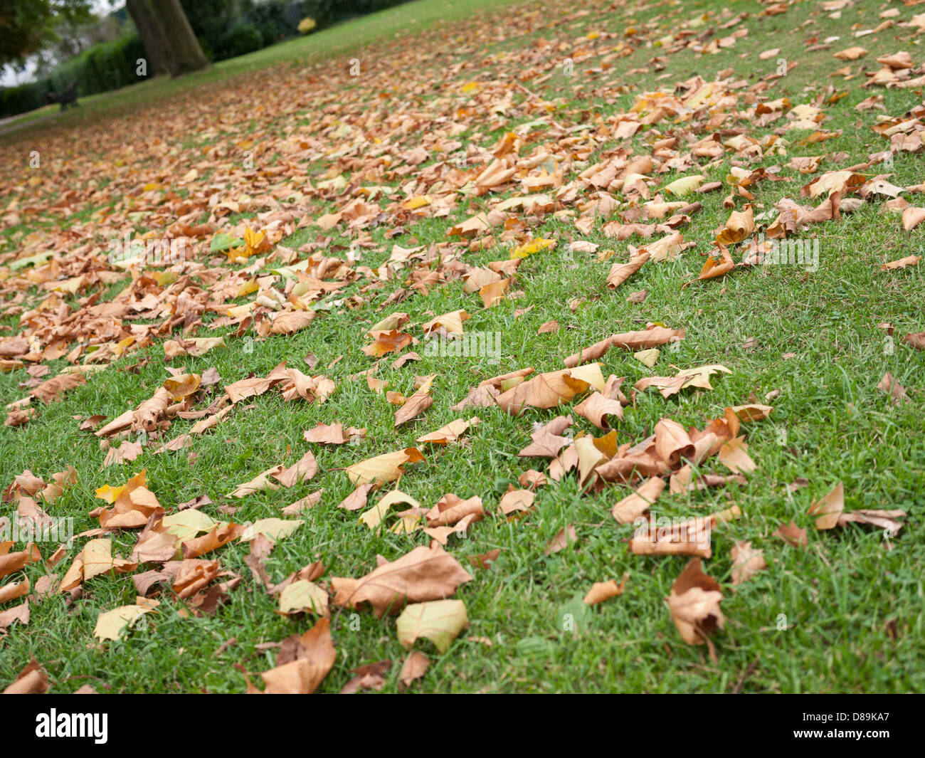 Niedrigen Winkel fotografieren im Herbst Blätter auf dem grünen Rasen in Hampstead Heath, London England Stockfoto