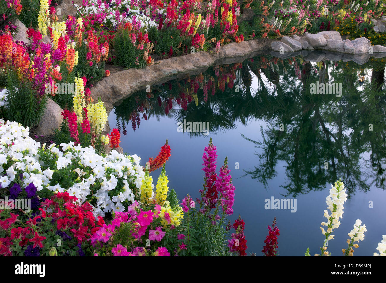 Blume Garten am Teich-Seite. Palm Desert, Kalifornien Stockfoto