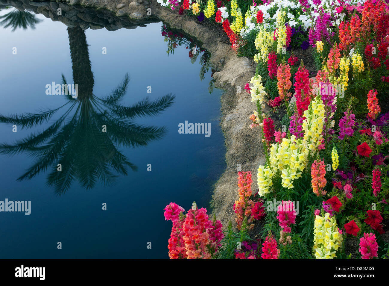 Gartenblumen mit Palm Tree Reflexion. Palm Desert, Kalifornien Stockfoto