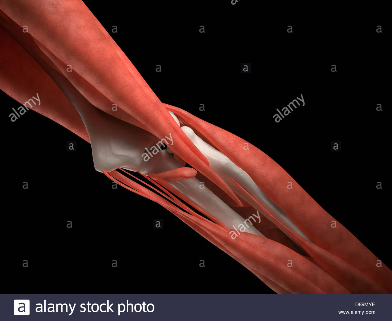 Ellenbogen Anatomie Stockfotos & Ellenbogen Anatomie Bilder Alamy