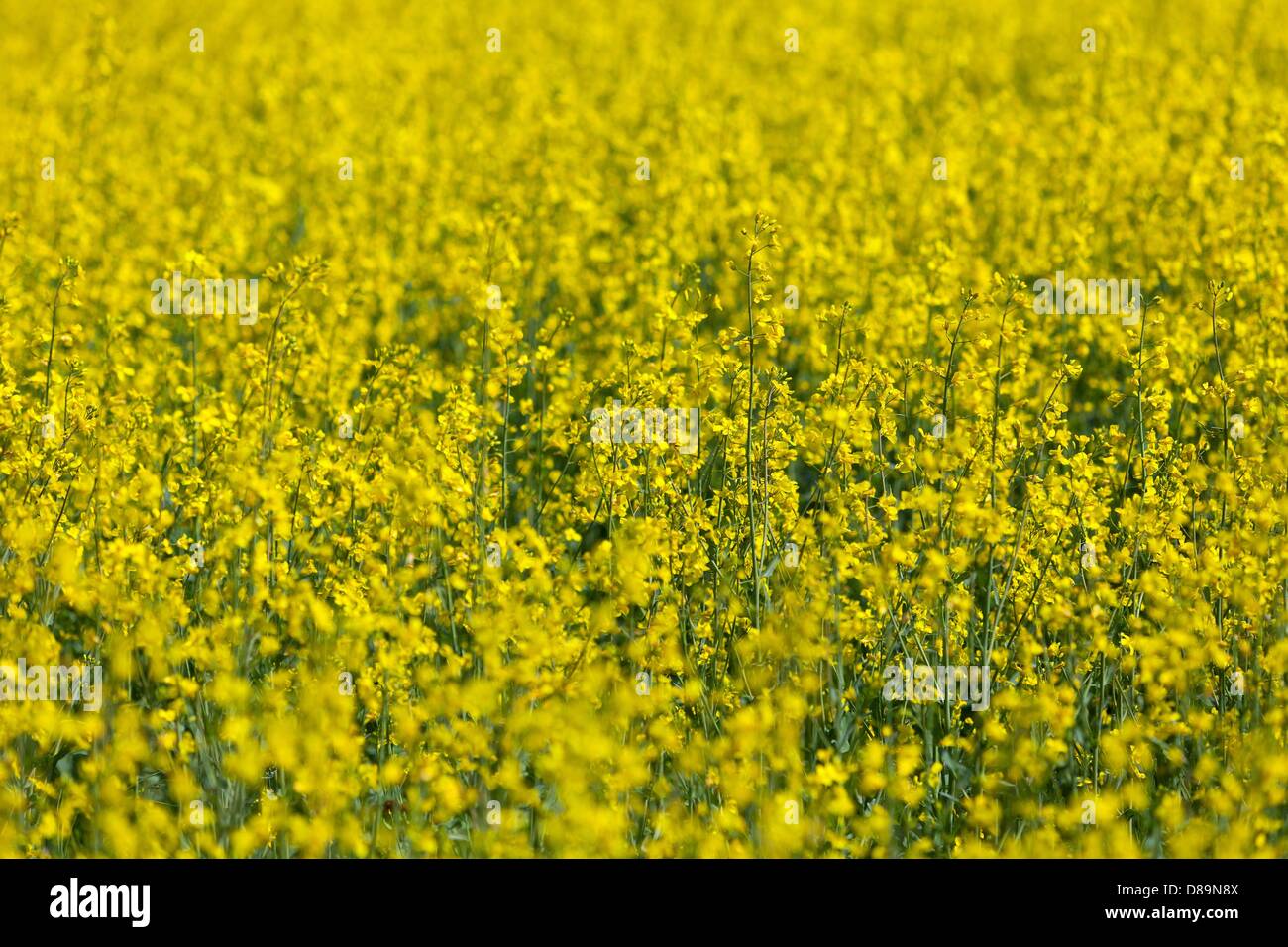 Deutschland/Brandenburg/Proschim, frische gelbe Felder von Raps in Brandenburg, 13. Mai 2013 Stockfoto