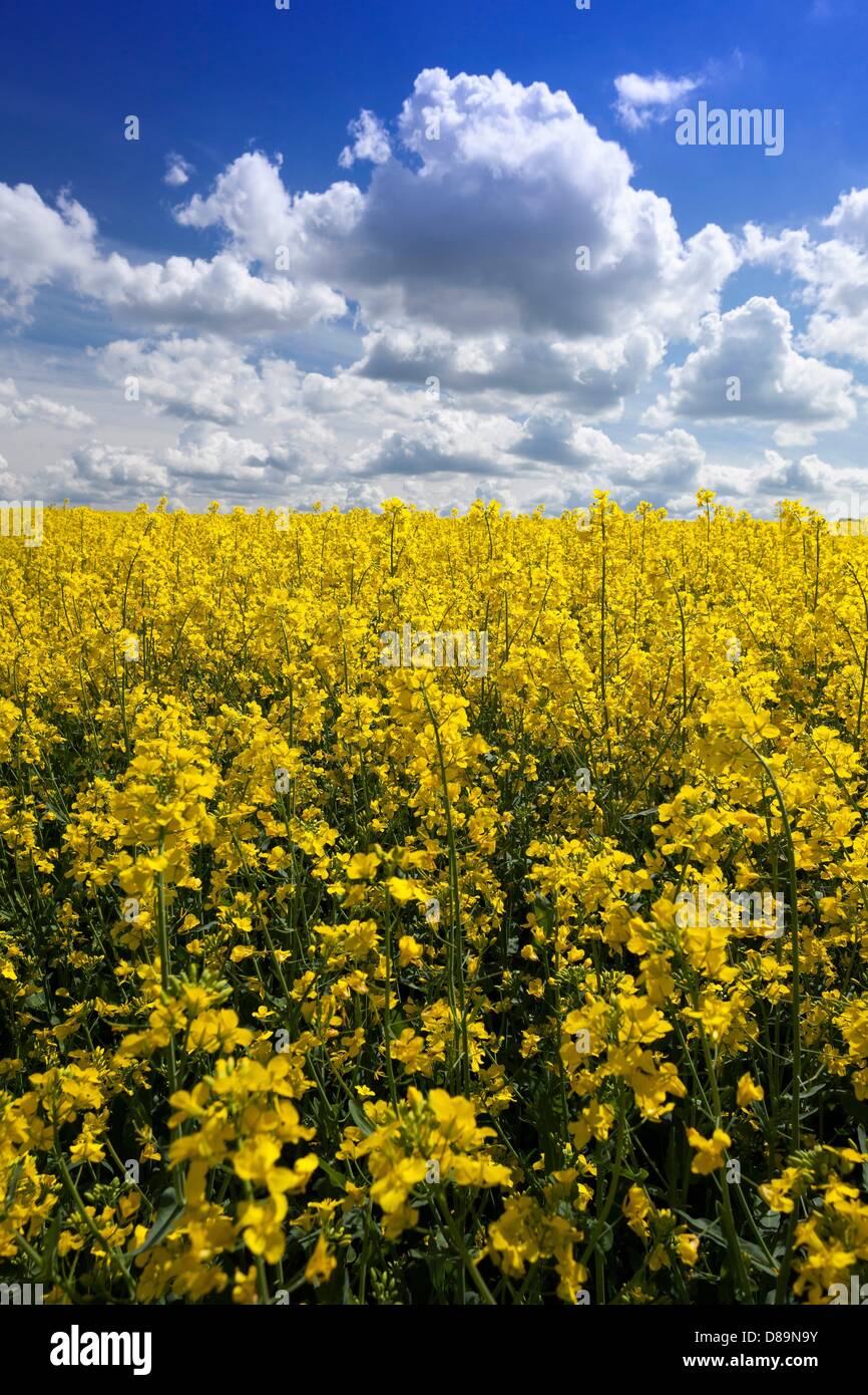 Deutschland/Sachsen/Marsdorf, frische gelbe Felder von Raps in Marsdorf in der Nähe von Dresden, 12. Mai 2013 Stockfoto