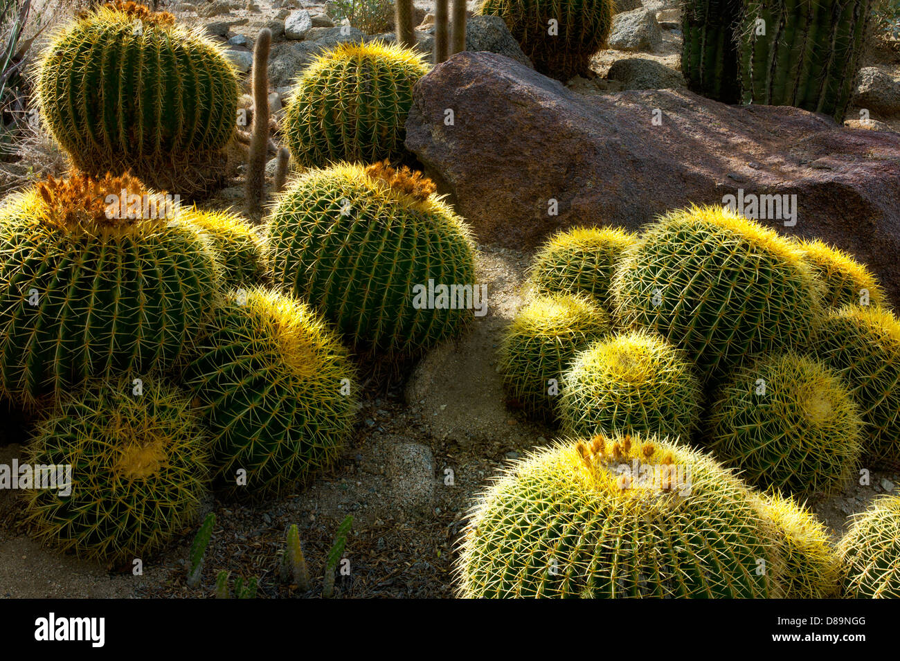 Golden Barrel Cactus. Die Wüste lebt. Palm Desert, Kalifornien Stockfoto