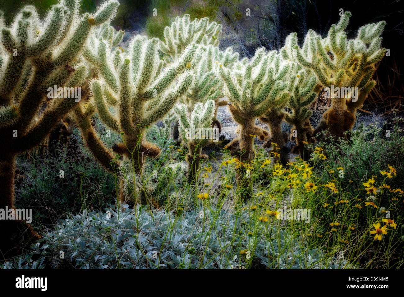 Cholla Cactus und spröde Bush. Die Wüste lebt. Palm Desert, Kalifornien Stockfoto