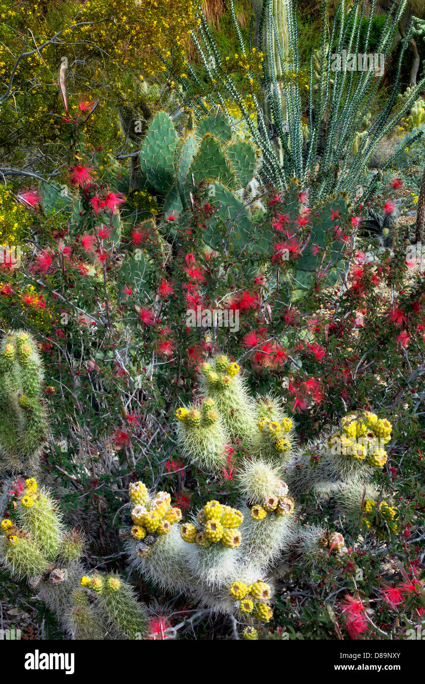 Kakteengarten mit Cholla, Kaktusfeige, Ocotillo und andere Blumen., The Living Desert. Palm Desert, Kalifornien Stockfoto