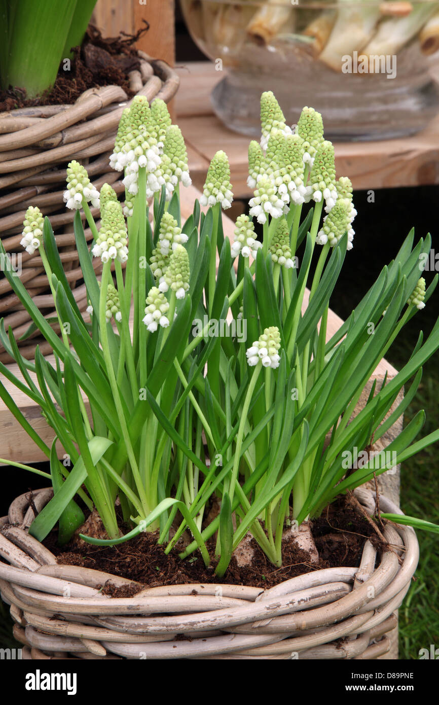 Muscari weiße Magie, RHS Chelsea Flower Show 2013 Stockfoto