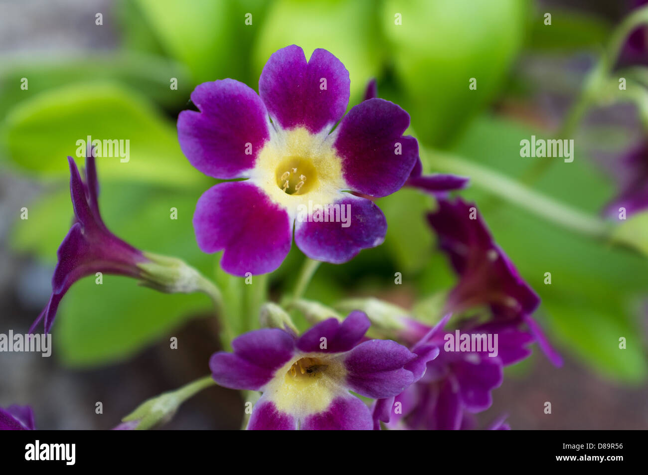 Primula Auricula Blütenköpfe. Auch bekannt als Auricula, ist Berg Schlüsselblume oder Bär's Ohr, eine Art von blühende Pflanze. Stockfoto