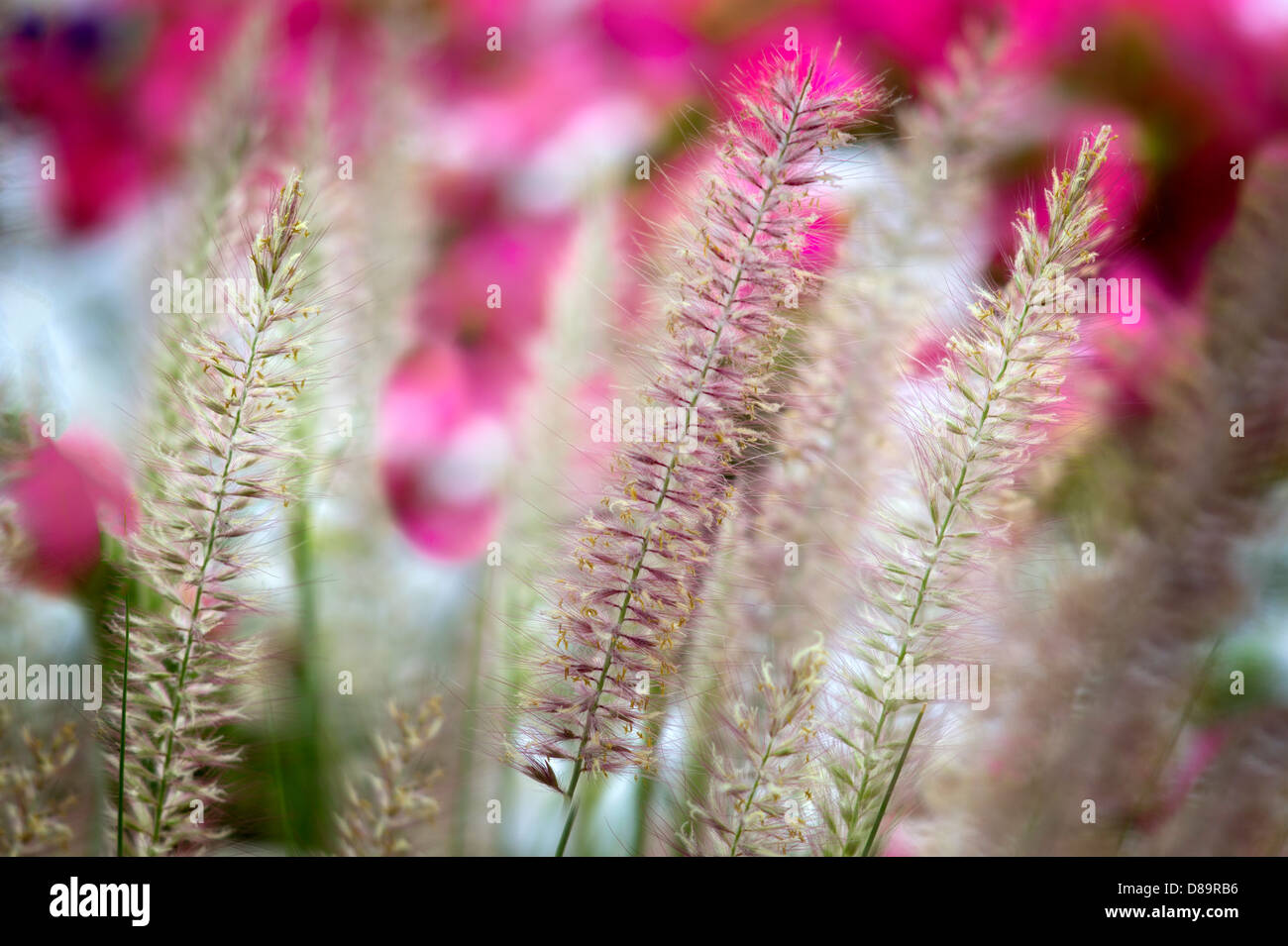 Ziergräser und Blumen. Palm Desert, Kalifornien Stockfoto