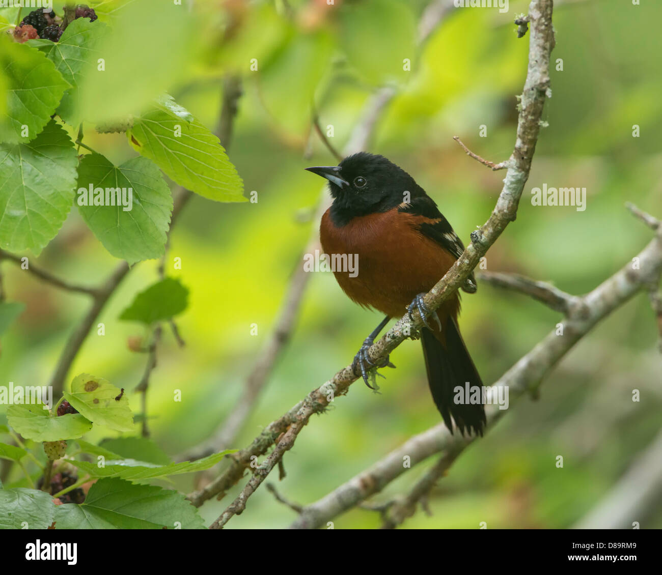 Männliche Obstgarten Oriole (Ikterus Spurius), High Island, Texas Stockfoto