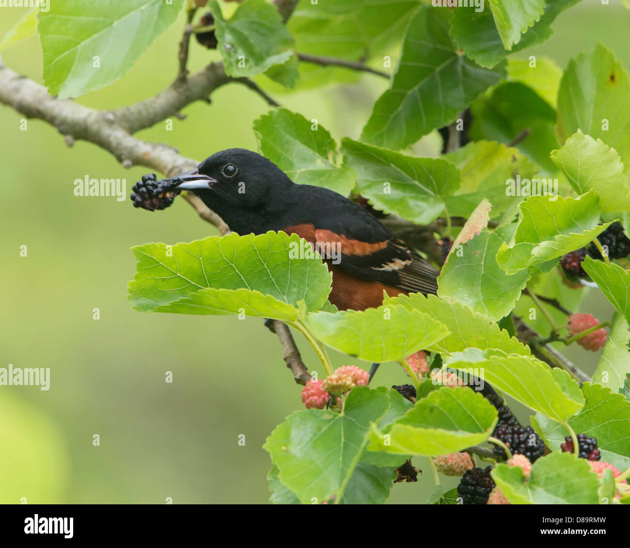 Ein Obstgarten Pirol (Ikterus Spurius) mit einem Mullberry im Schnabel, High Island, Texas Stockfoto