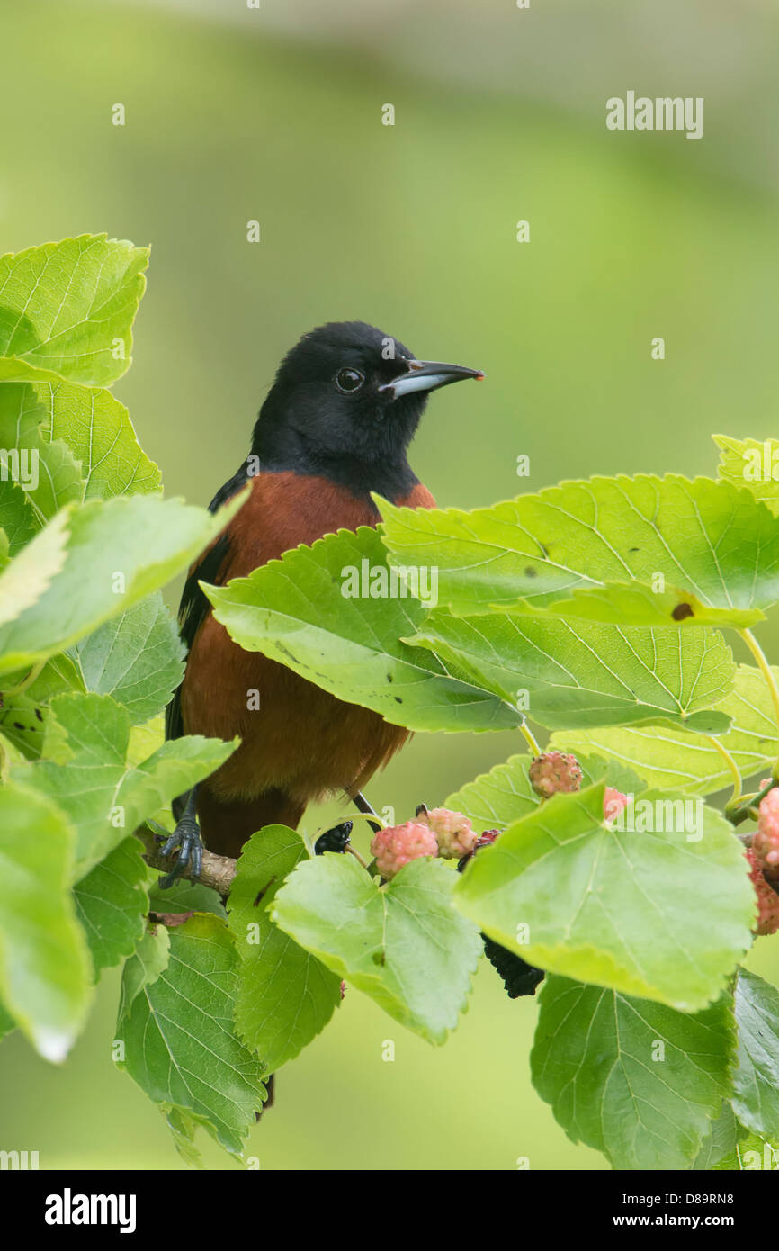 Männliche Obstgarten Oriole (Ikterus Spurius), High Island, Texas Stockfoto