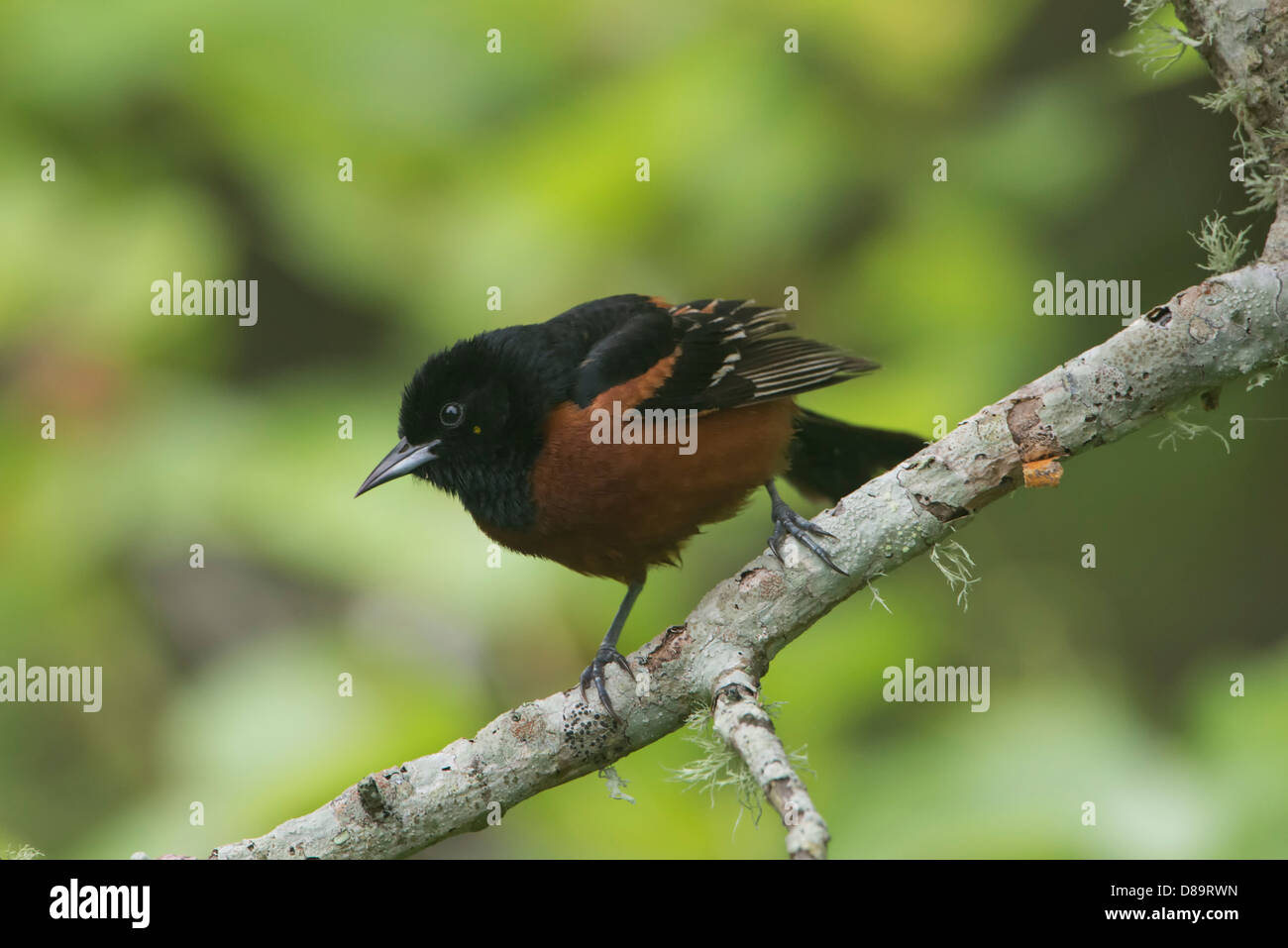 Männliche Obstgarten Oriole (Ikterus Spurius), High Island, Texas Stockfoto