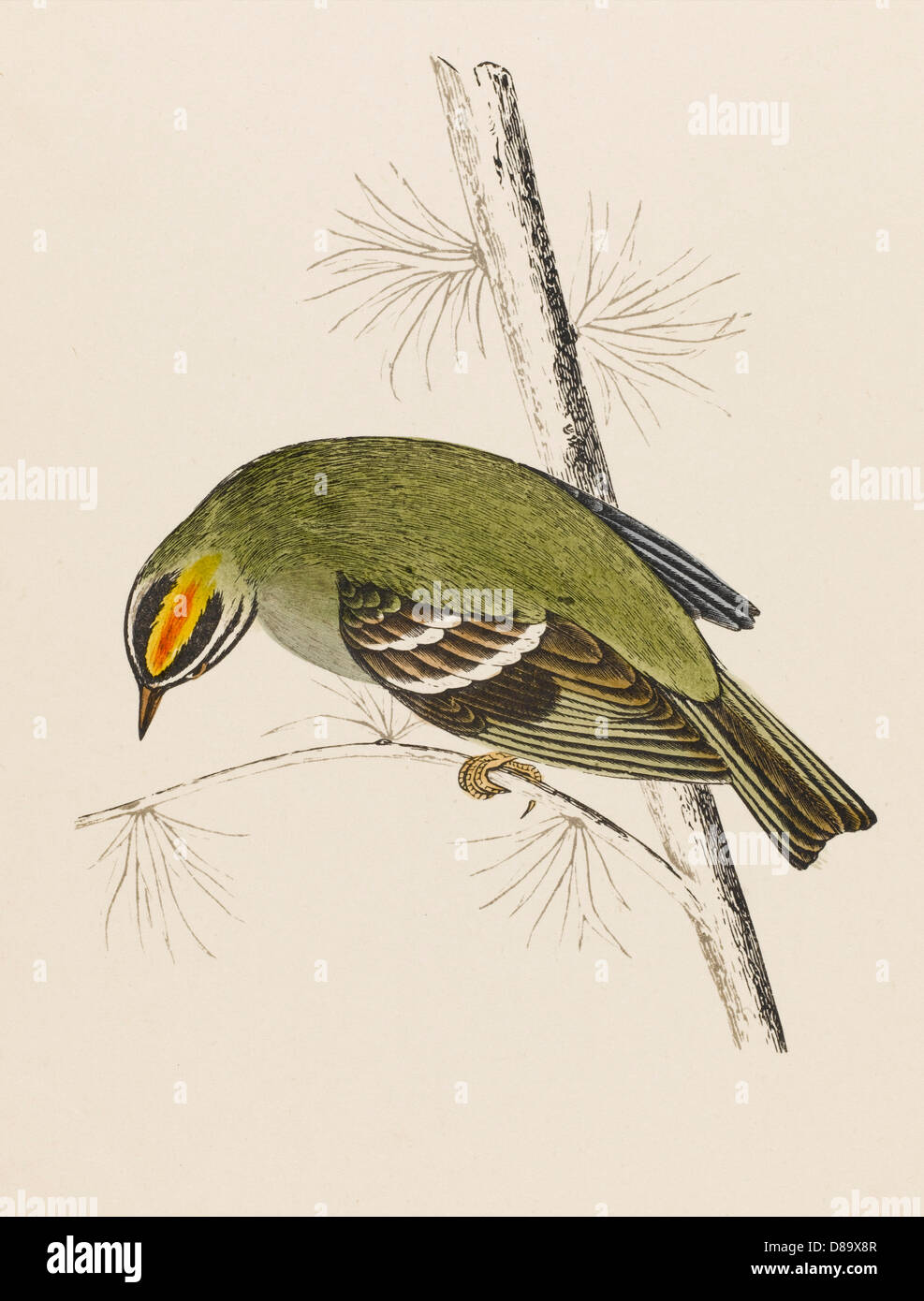 DER FEUERWALLMEISTER WREN Stockfoto