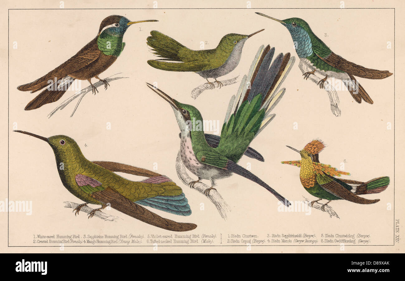 KOLIBRIS - 3 Stockfoto