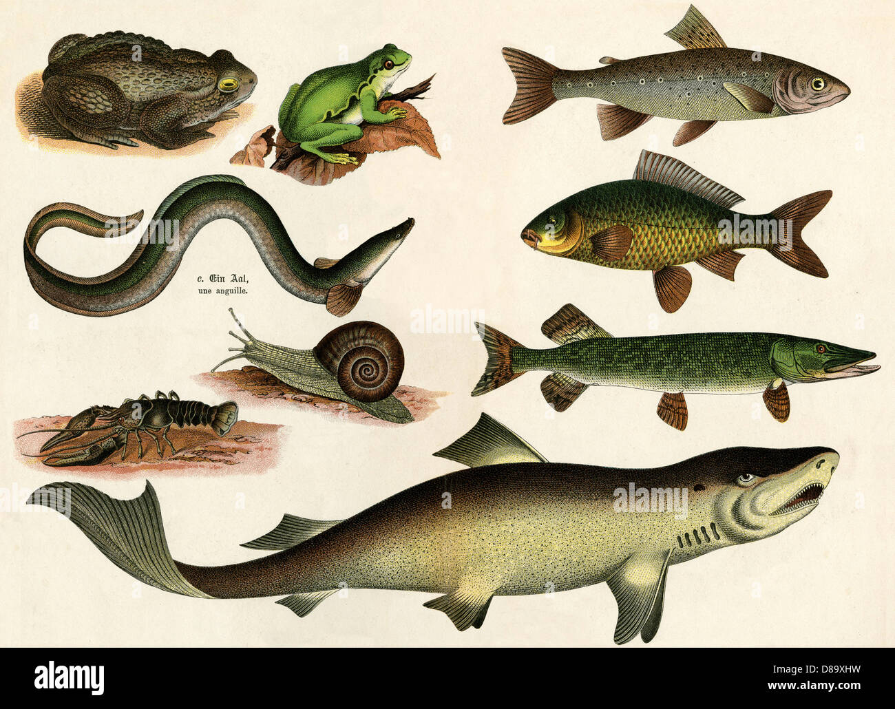 Verschiedene Fische und Reptilien Stockfoto