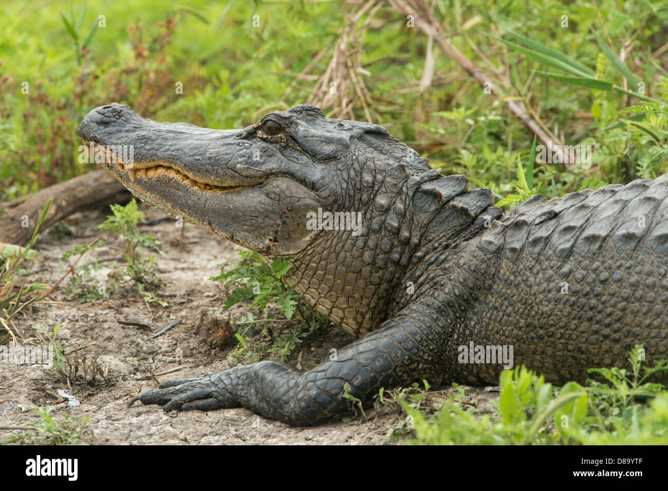 Amerikanischer Alligator, Anahuac National Wildlife Refuge, Texas Stockfoto