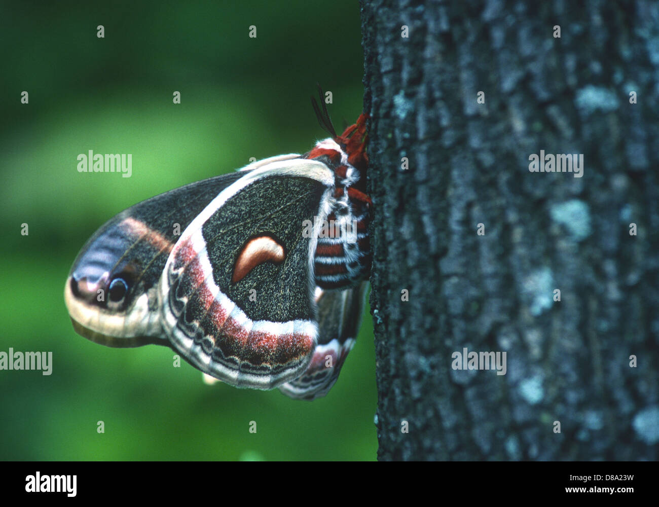 Cecropia Motte auf Baum. Stockfoto