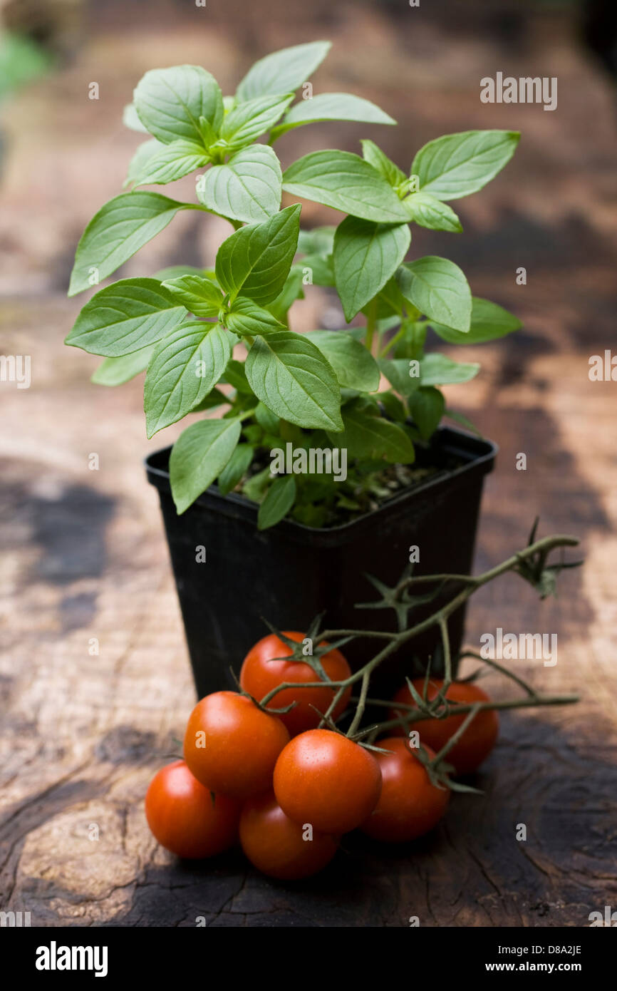 Lycopersicon Esculentum und einen Topf mit Ocimum Basilicum. Basilikum und Tomaten auf einem Holzbrett. Stockfoto