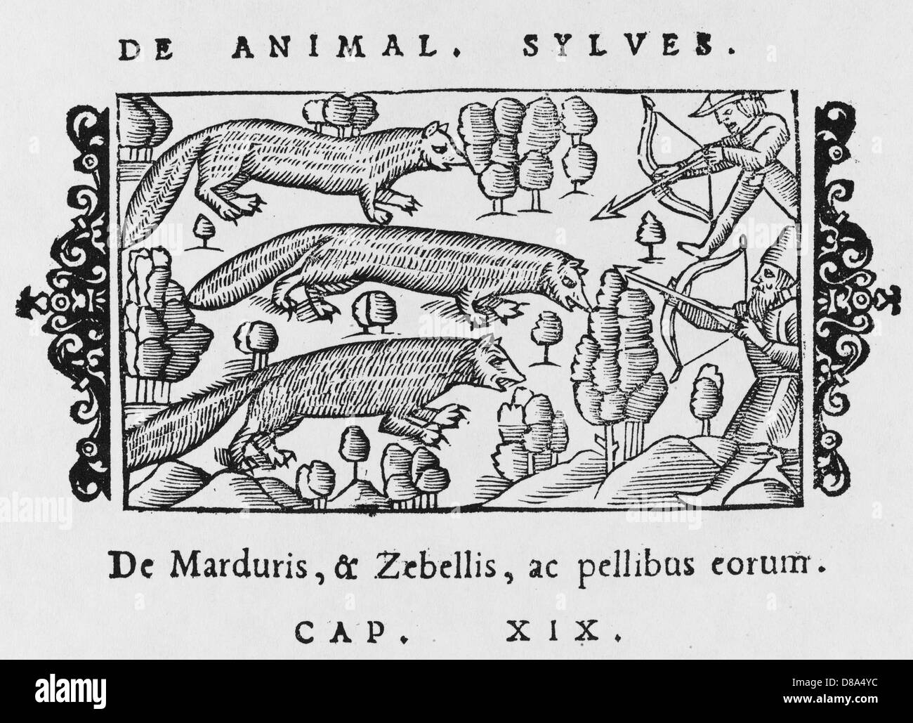 SABLE & MARTEN 1555 Stockfoto