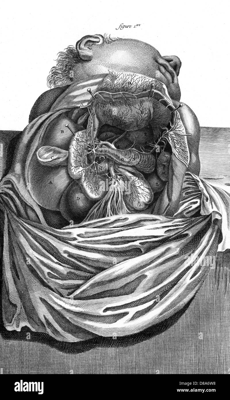 INNERE ORGANE 18TH C. Stockfoto