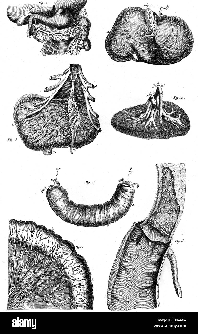 INNERE ORGANE 18TH C. Stockfoto