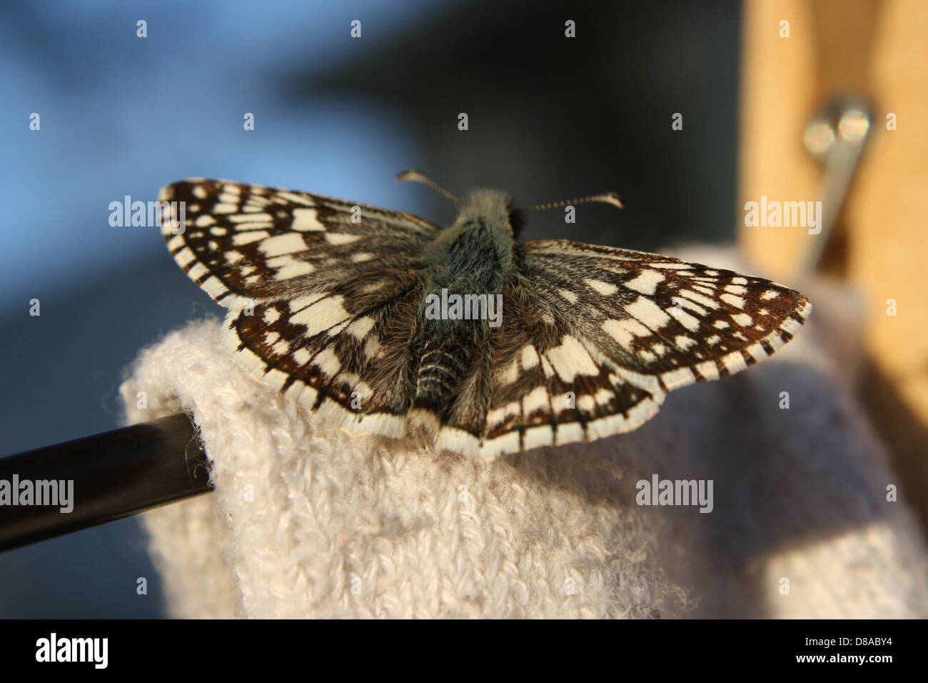 Ein braun-weiß karierter Skipper-Schmetterling, der an seinen markanten gemusterten Flügeln erkannt wird. Diese Schmetterlinge kommen in grasbewachsenen Gebieten vor und sind bekannt für ihren schnellen Abflug. Stockfoto
