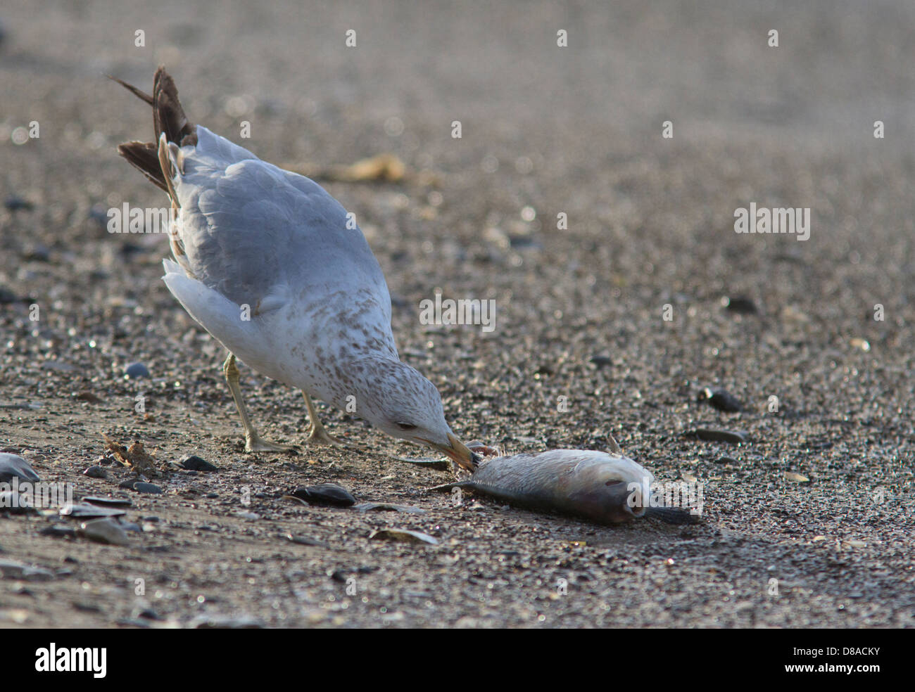 Ring-billed Möwe (Larus Delawarensis) Aufräumvorgang einen toten Fisch im Maggee Marsh, in der Nähe von Toledo, Ohio. Stockfoto