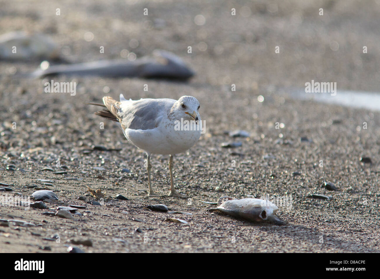 Ring-billed Möwe (Larus Delawarensis) Aufräumvorgang einen toten Fisch im Maggee Marsh, in der Nähe von Toledo, Ohio. Stockfoto