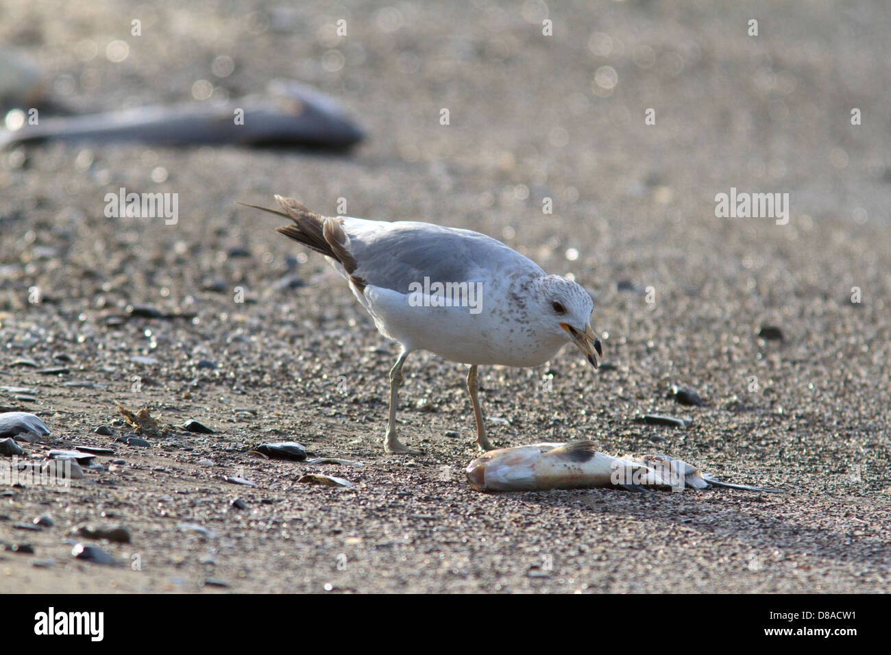 Ring-billed Möwe (Larus Delawarensis) Aufräumvorgang einen toten Fisch im Maggee Marsh, in der Nähe von Toledo, Ohio. Stockfoto