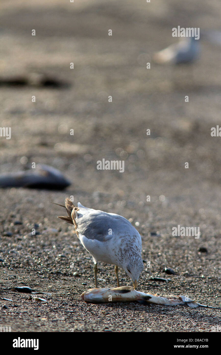 Ring-billed Möwe (Larus Delawarensis) Aufräumvorgang einen toten Fisch im Maggee Marsh, in der Nähe von Toledo, Ohio. Stockfoto