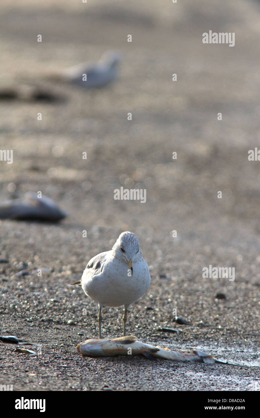 Ring-billed Möwe (Larus Delawarensis) Aufräumvorgang einen toten Fisch im Maggee Marsh, in der Nähe von Toledo, Ohio. Stockfoto