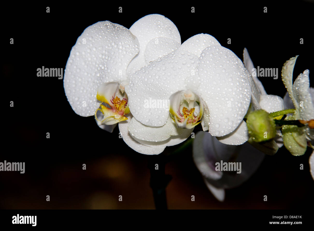 Weiße Orchideen vor einem dunklen Hintergrund Stockfotografie - Alamy