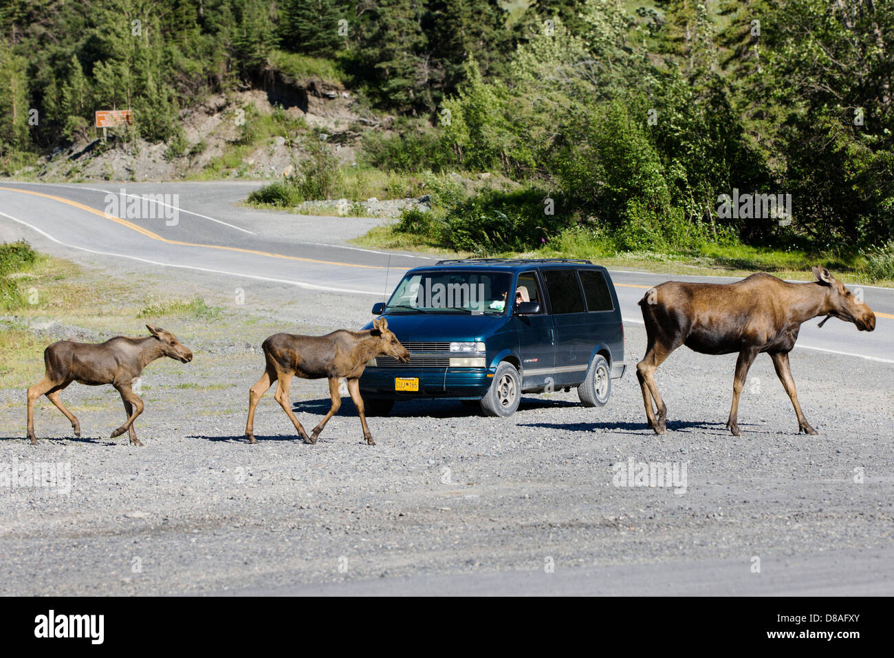 Weibliche Elche und zwei Kälber stoppen Verkehr in der abgelegenen Stadt Chitina, Alaska, USA Stockfoto